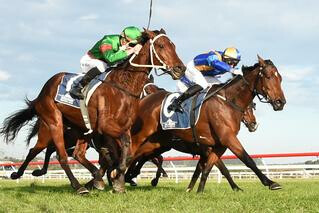 Tomelilla (NZ) claims the Ag Challenge Stakes. Photo: Peter Rubery